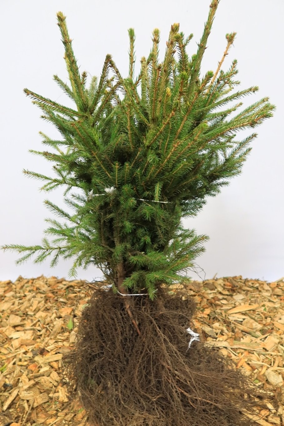 Picea abies - 40-60 CM bare root 2/2